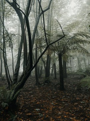 forest